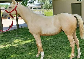 Thoroughbred (Thoroughbred, Mare) in Clifton, CO