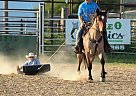 Draft - Horse for Sale in Sheldon, MO 65708 Draft - Horse for Sale in Sheldon, MO 65708