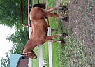 Friesian Stallion for Sale in Zumbrota, Minnesota Friesian Stallion for Sale in Zumbrota, Minnesota