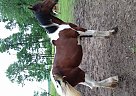 Friesian Mare for Sale in Zumbrota, Minnesota Friesian Mare for Sale in Zumbrota, Minnesota