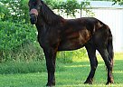 Friesian - Horse for Sale in Sheldon, MO 65708