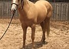 - Horse for Sale in Only, TN 37140 - Horse for Sale in Only, TN 37140