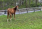 Chance - Stallion in Gettysburg, PA