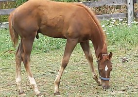 Paint (Paint, Stallion) in Gettysburg, PA
