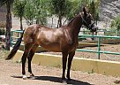 Andalusian - Horse for Sale in Canyon Country, CA 91387