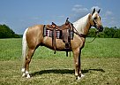 Missouri Fox Trotter - Horse for Sale in Crab Orchard, KY 40419 Missouri Fox Trotter - Horse for Sale in Crab Orchard, KY 40419