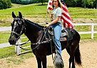 Tennessee Walking - Horse for Sale in Tyner, KY 40486