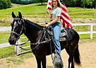 Tennessee Walking - Horse for Sale in Tyner, KY 40486 Tennessee Walking - Horse for Sale in Tyner, KY 40486