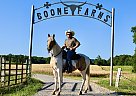 Tennessee Walking - Horse for Sale in New Haven, KY 40051 Tennessee Walking - Horse for Sale in New Haven, KY 40051