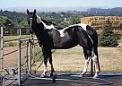 - Mare in Atascadero, CA - Mare in Atascadero, CA