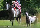 Tennessee Walking - Horse for Sale in ROCKHOLDS, KY 37091