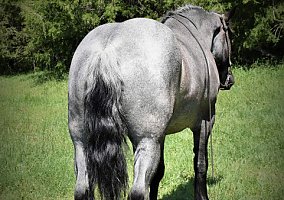 Draft (Percheron, Belgian, Clydesdale, Shire) (Draft (Percheron, Belgian, Clydesdale, Shire), Mare) in Taneyville, MO