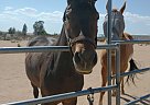 Mustang - Horse for Sale in Apple Valley, CA 92308