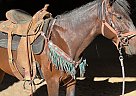 Mustang - Horse for Sale in Flemingsburg, KY 41041