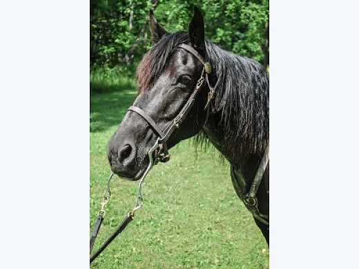 Otis- Tennessee Walking Horse for Sale