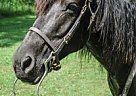 Tennessee Walking - Horse for Sale in East Waterford, PA 17021
