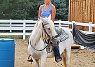 Paso Fino - Horse for Sale in Mead, CO 80542 Paso Fino - Horse for Sale in Mead, CO 80542