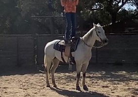 Quarter Horse (Quarter Horse, Gelding) in Grover Beach, CA