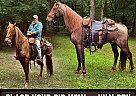 Tennessee Walking - Horse for Sale in , NC 28786