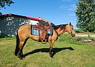 Quarter Horse - Horse for Sale in Bondurant, IA 50035