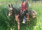 Mule - Horse for Sale in Wykoff, MN 55990