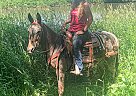 Mule - Horse for Sale in Wykoff, MN 55990 Mule - Horse for Sale in Wykoff, MN 55990