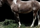 Mule - Horse for Sale in Fort Collins, CO 80524 Mule - Horse for Sale in Fort Collins, CO 80524