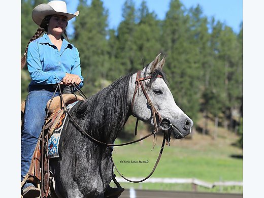 Trail Ready Mare