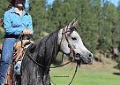 Arabian - Horse for Sale in Custer, SD 57730