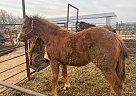 Houdini - Stallion in Milnor, ND Houdini - Stallion in Milnor, ND