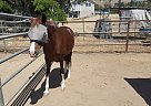 Peruvian Paso Mare Cantamar