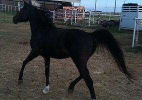 Flashy Black Arabian Mare Arabian Mare