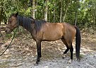 Quarter Horse - Horse for Sale in Port Orange, FL 32127