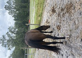 Quarter Horse (Quarter Horse, Gelding) in Port Orange, FL