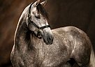 DRF Mercedes - Mare in West Newbury, MA DRF Mercedes - Mare in West Newbury, MA