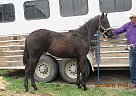 Heza Whiskey - Stallion in Milnor, ND Heza Whiskey - Stallion in Milnor, ND