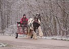Gypsy Vanner - Horse for Sale in South Lyon, MI 48178 Gypsy Vanner - Horse for Sale in South Lyon, MI 48178