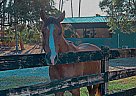 Quarter Horse - Horse for Sale in Bayshore, FL 33917