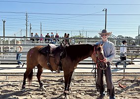 Quarter Horse (Quarter Horse, Mare) in Bayshore, FL