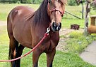 Missouri Fox Trotter - Horse for Sale in Conway, MO 65632 Missouri Fox Trotter - Horse for Sale in Conway, MO 65632