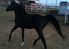 Flashy Black Arabian Mare Arabian Mare