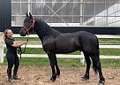 Vangaurd - Gelding in barrie, ON Vangaurd - Gelding in barrie, ON