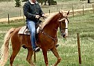 Tennessee Walking - Horse for Sale in Elbert, CO 80106