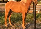 Missouri Fox Trotter - Horse for Sale in Farmington, AR 72730