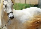 Shetland Pony - Horse for Sale in Westport Is., ME 04578