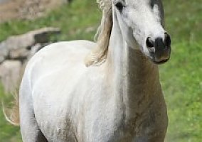 Shetland Pony (Shetland Pony, Stallion) in Westport Is., ME