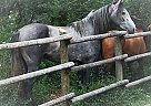 Marchador - Horse for Sale in Penticton, BC V2A8V5 Marchador - Horse for Sale in Penticton, BC V2A8V5