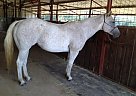 - Mare in Overton, TX - Mare in Overton, TX