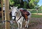Haflinger - Horse for Sale in Bell, FL 32619 Haflinger - Horse for Sale in Bell, FL 32619