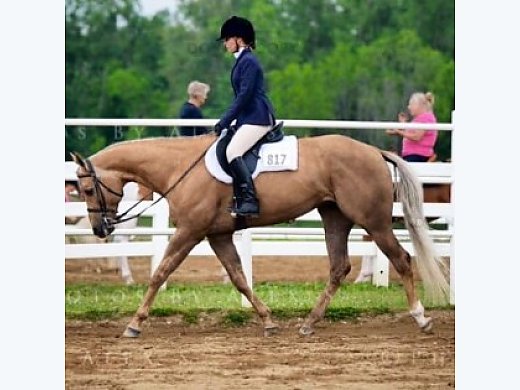 I’m Your Fella 2008 AQHA